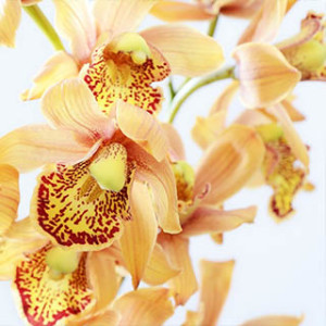 Mirisi za vaš prostor